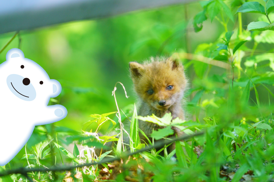 新団体医療保険